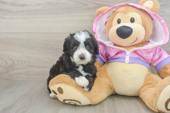 Mini Aussiedoodle Pup Being Cute