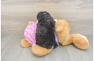 Funny Mini Aussiedoodle Poodle Mix Pup