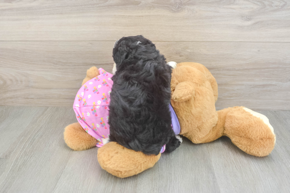 Funny Mini Aussiedoodle Poodle Mix Pup
