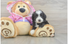 Smart Mini Aussiedoodle Poodle Mix Pup