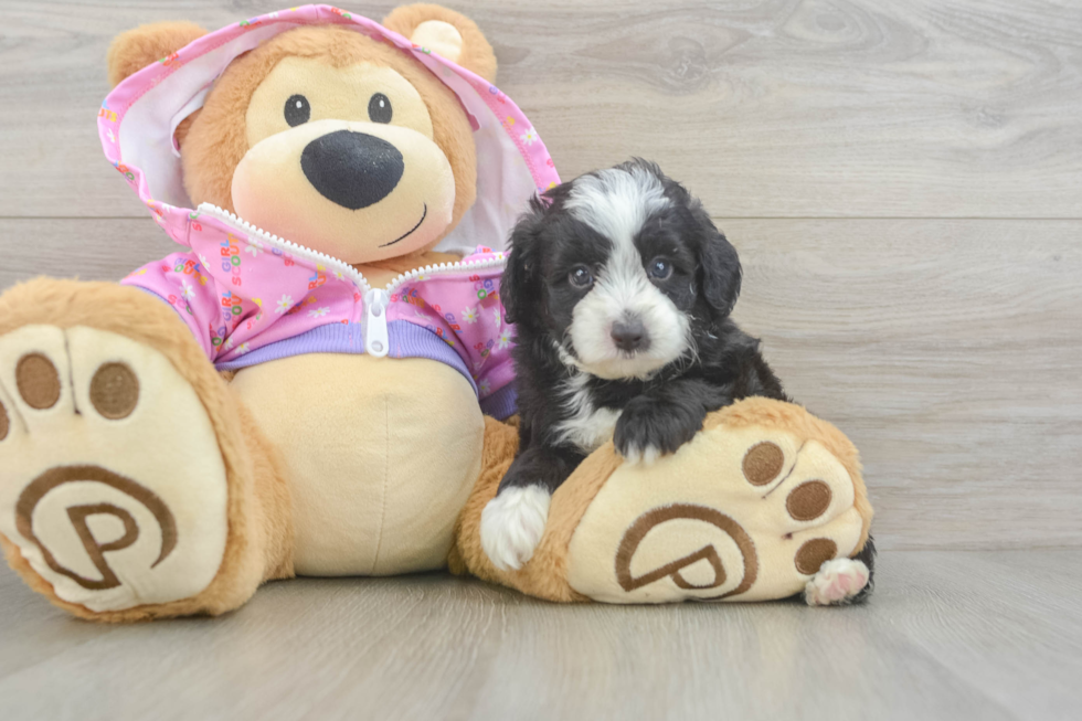 Smart Mini Aussiedoodle Poodle Mix Pup