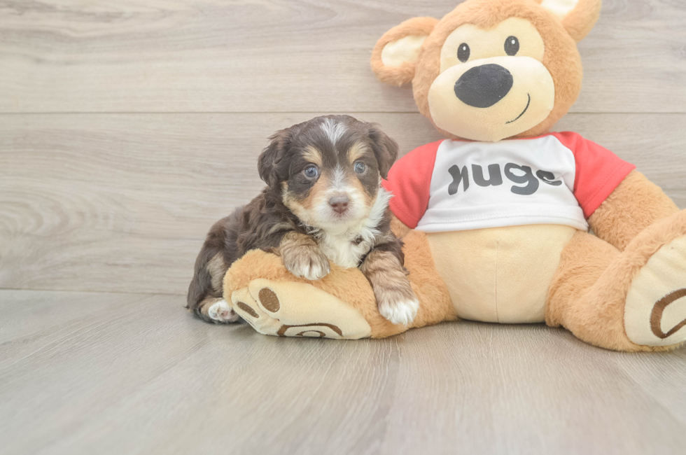 5 week old Mini Aussiedoodle Puppy For Sale - Premier Pups