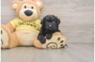Funny Mini Aussiedoodle Poodle Mix Pup
