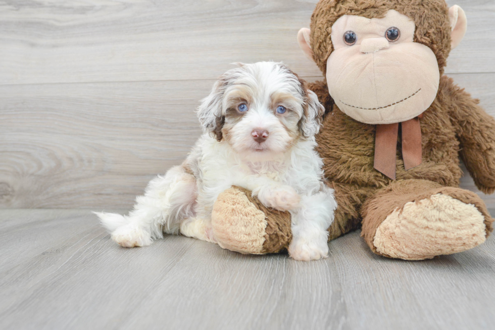 Best Mini Aussiedoodle Baby