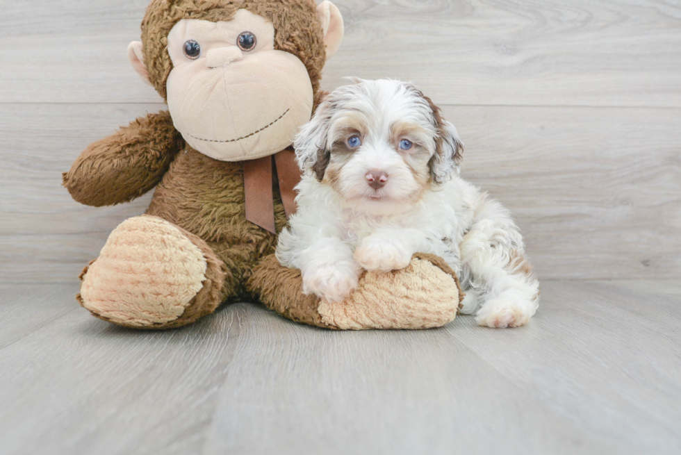 Best Mini Aussiedoodle Baby