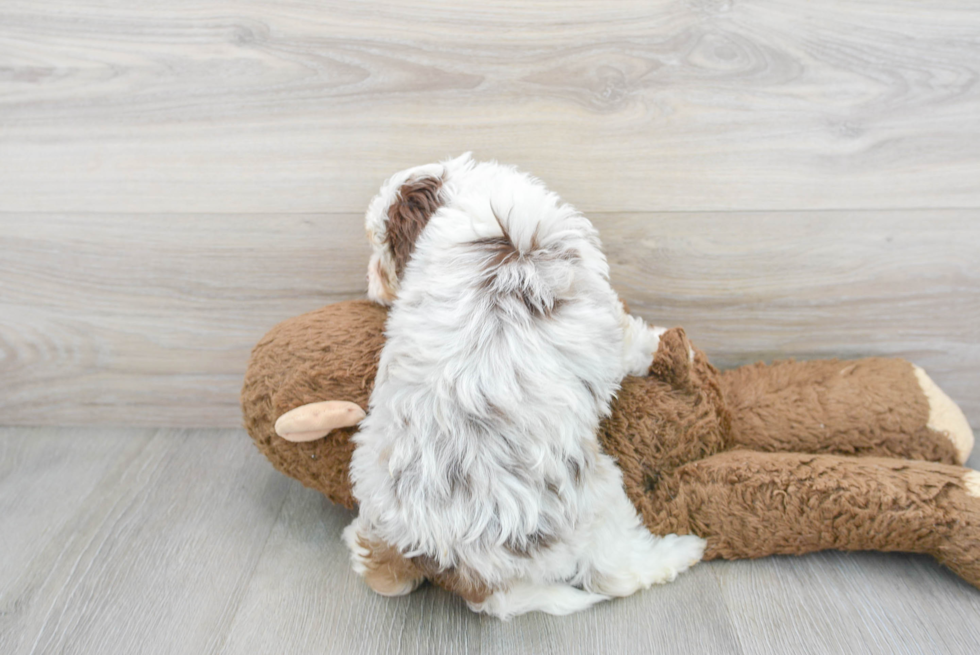 Mini Aussiedoodle Pup Being Cute