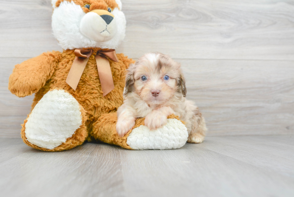 Smart Mini Aussiedoodle Poodle Mix Pup