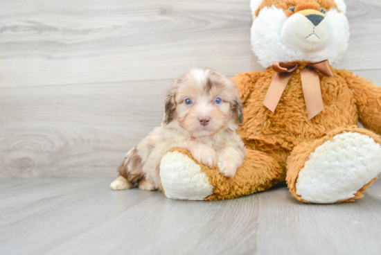 Mini Aussiedoodle Pup Being Cute