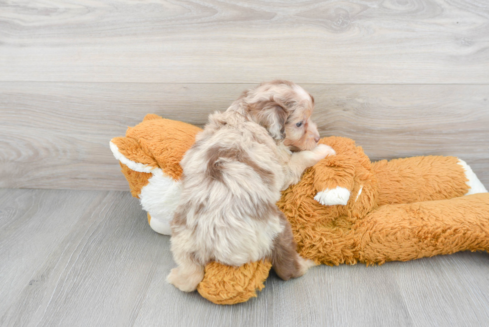 Mini Aussiedoodle Pup Being Cute