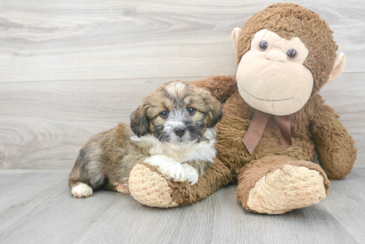 Best Mini Aussiedoodle Baby