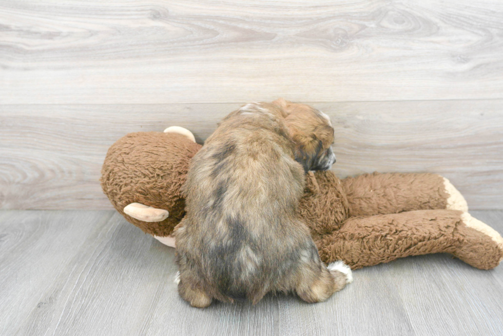 Popular Mini Aussiedoodle Poodle Mix Pup