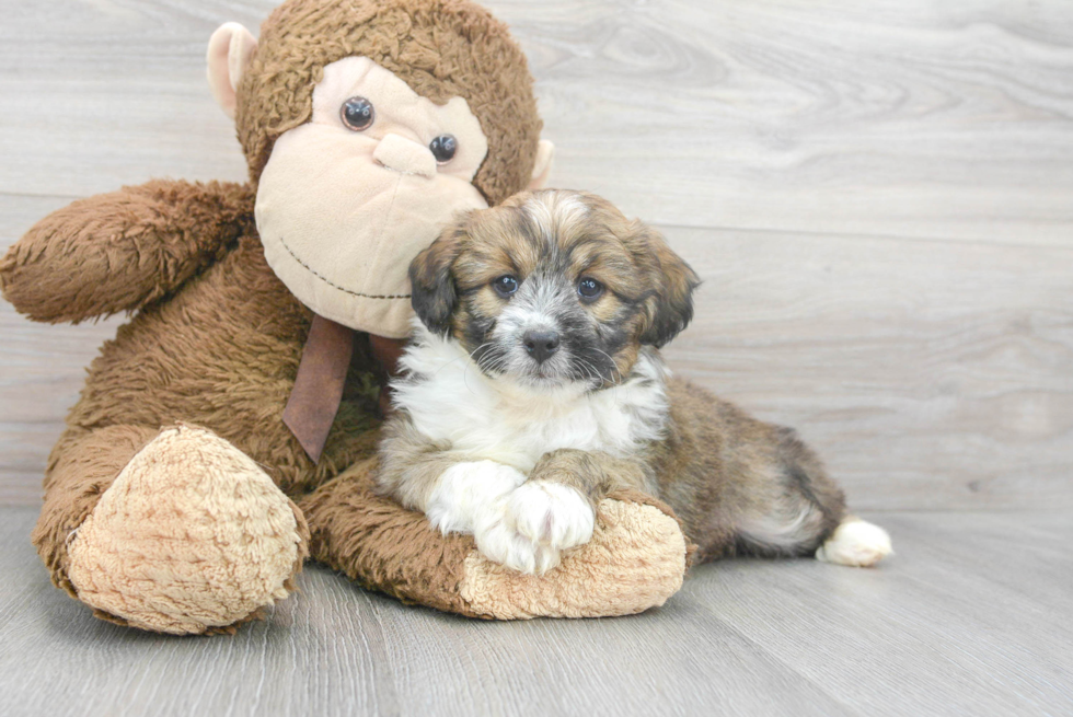 Funny Mini Aussiedoodle Poodle Mix Pup