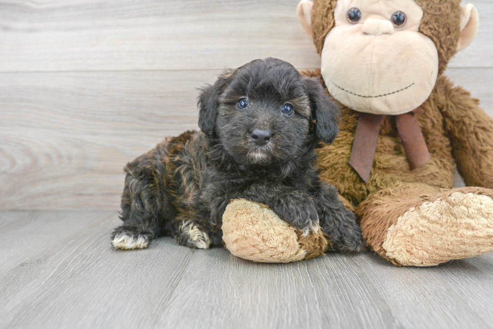 Best Mini Aussiedoodle Baby