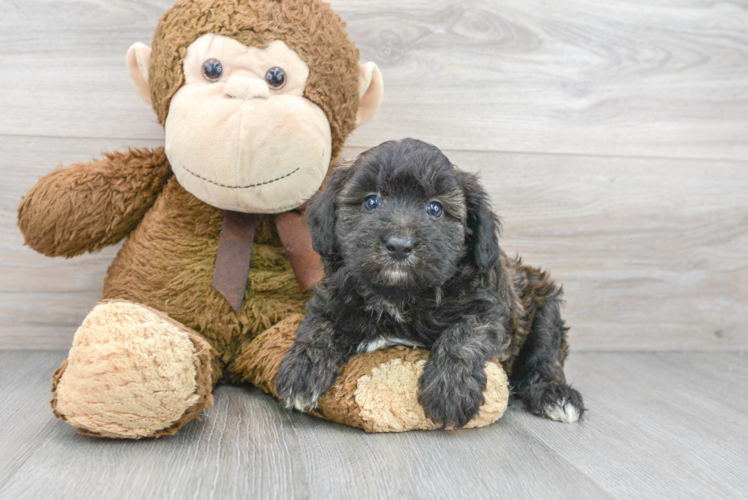 Little Aussiepoo Poodle Mix Puppy