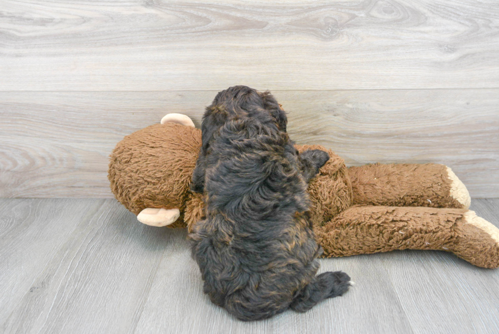 Best Mini Aussiedoodle Baby