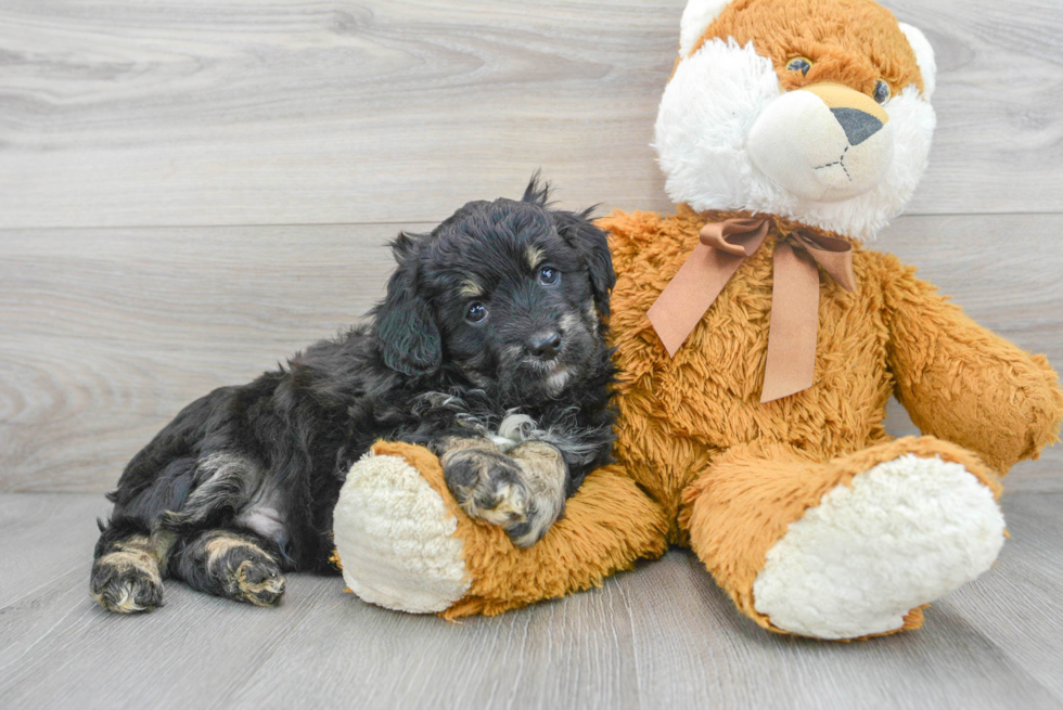 Mini Aussiedoodle Pup Being Cute