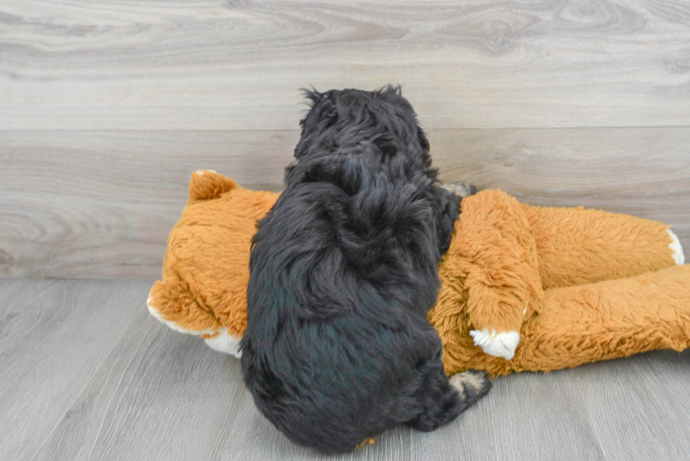 Mini Aussiedoodle Puppy for Adoption