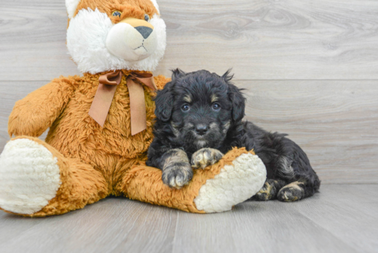 Mini Aussiedoodle Puppy for Adoption