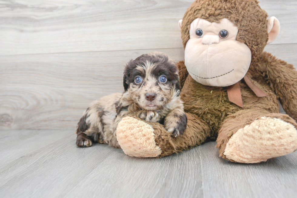 Best Mini Aussiedoodle Baby