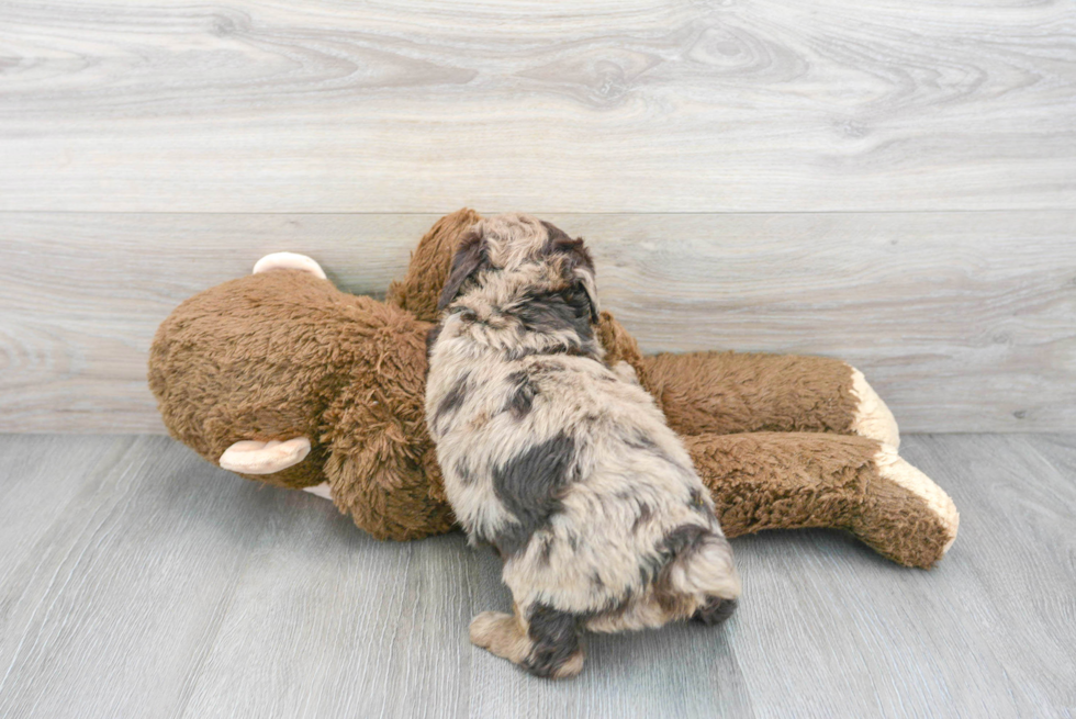 Petite Mini Aussiedoodle Poodle Mix Pup