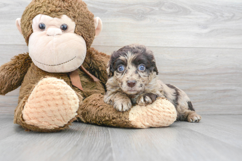 Smart Mini Aussiedoodle Poodle Mix Pup