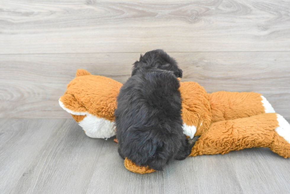 Mini Aussiedoodle Pup Being Cute