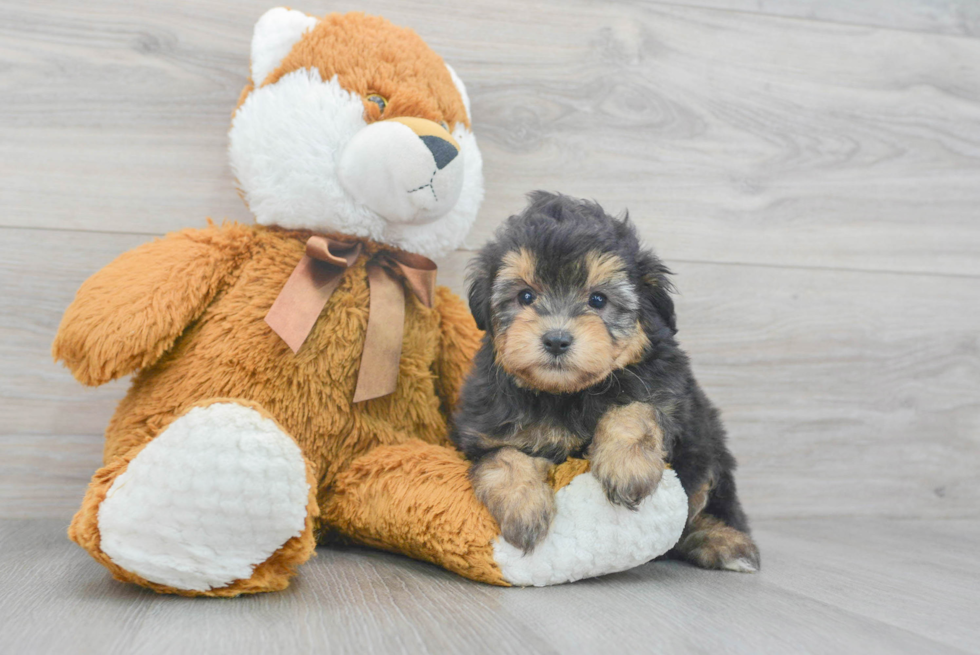 Energetic Aussiepoo Poodle Mix Puppy