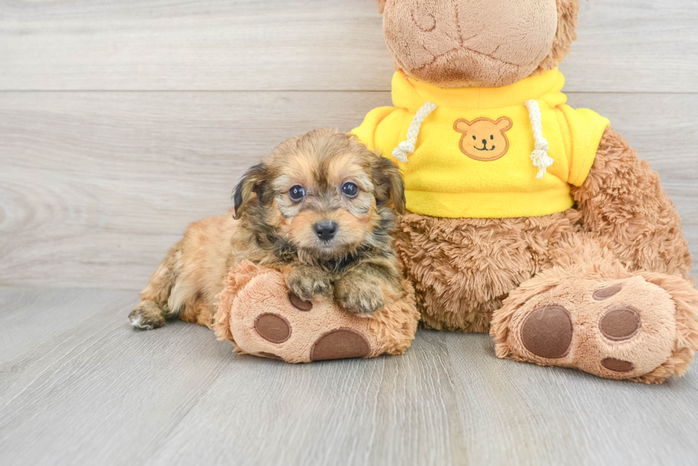 Friendly Mini Aussiedoodle Baby