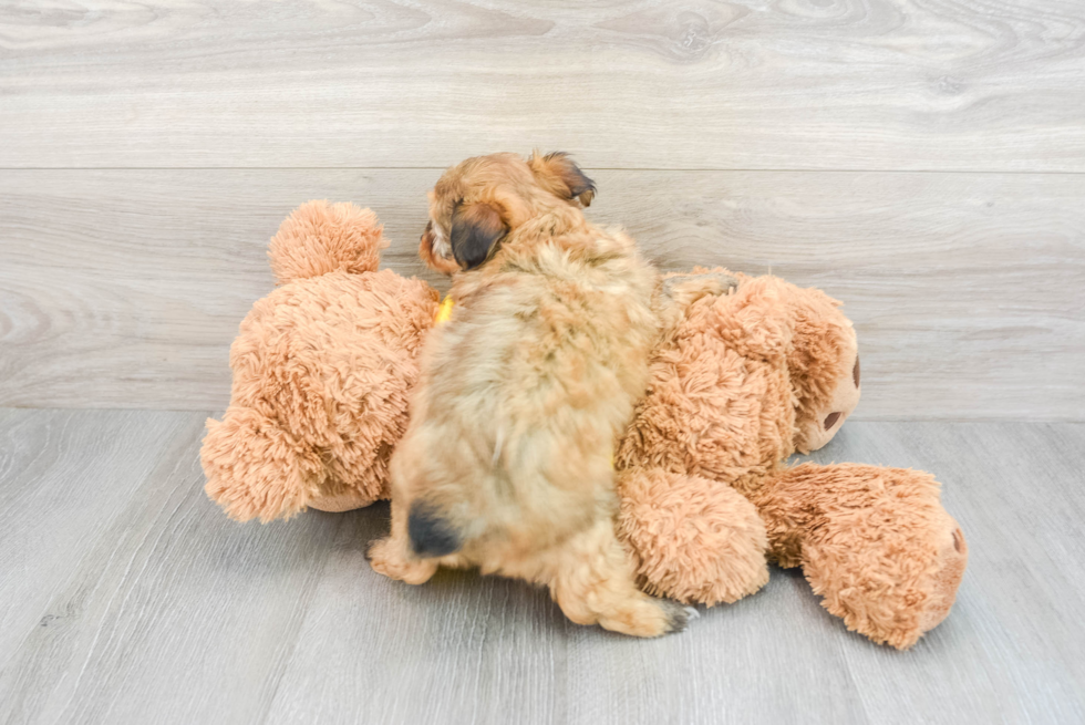 Sweet Mini Aussiedoodle Baby