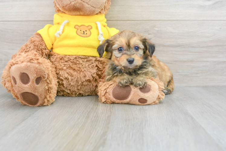 Mini Aussiedoodle Pup Being Cute