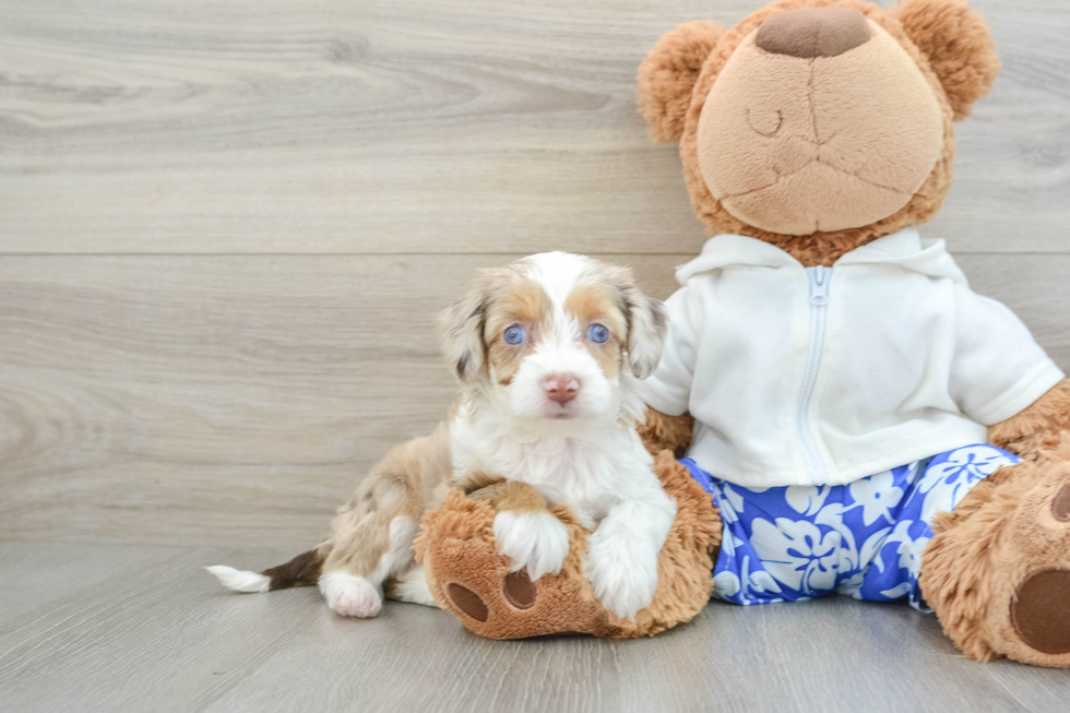 Hypoallergenic Aussiepoo Poodle Mix Puppy