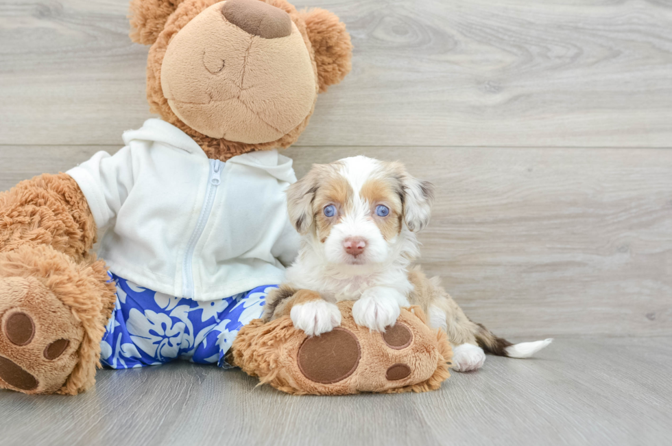 6 week old Mini Aussiedoodle Puppy For Sale - Premier Pups