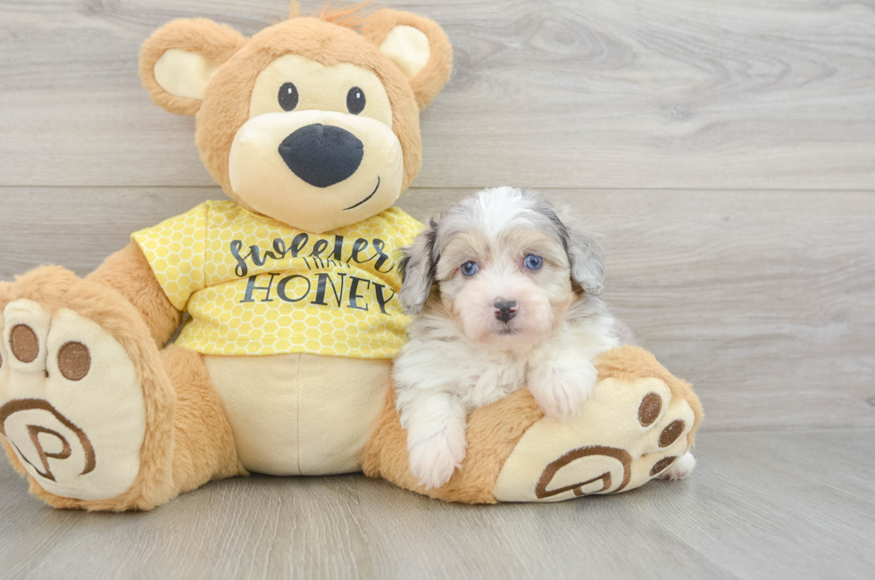 5 week old Mini Aussiedoodle Puppy For Sale - Premier Pups