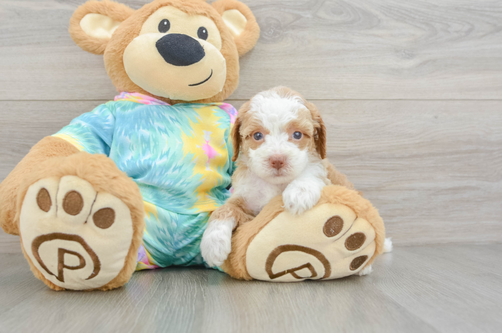 5 week old Mini Aussiedoodle Puppy For Sale - Premier Pups