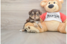 Small Mini Aussiedoodle Baby