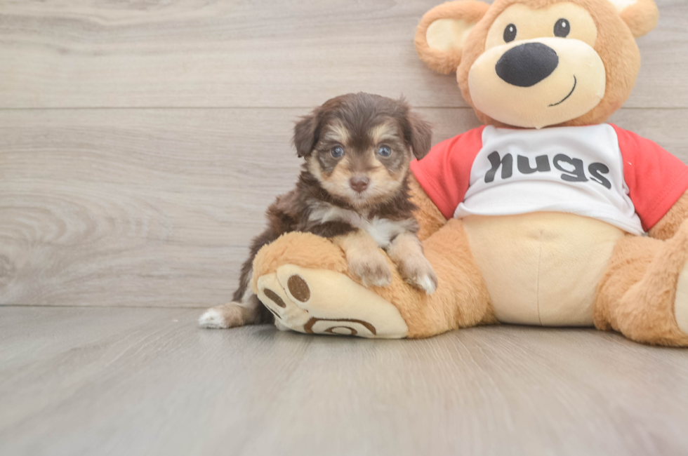 5 week old Mini Aussiedoodle Puppy For Sale - Premier Pups