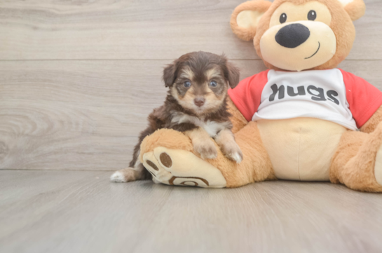 Small Mini Aussiedoodle Baby