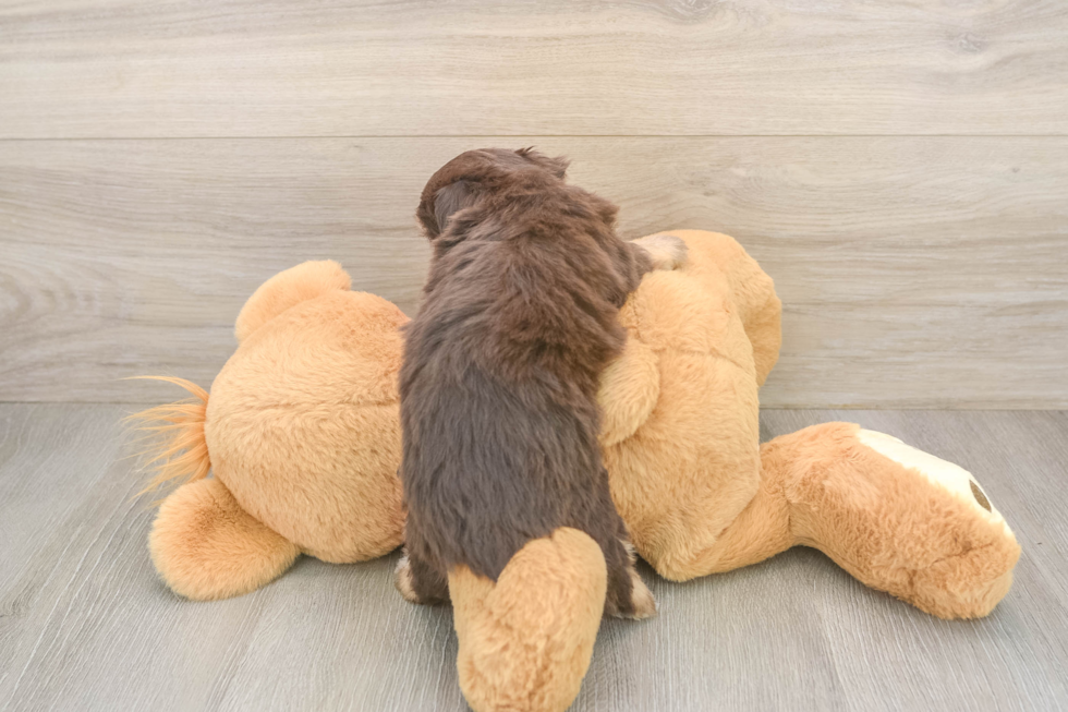 Smart Mini Aussiedoodle Poodle Mix Pup