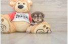 Mini Aussiedoodle Pup Being Cute