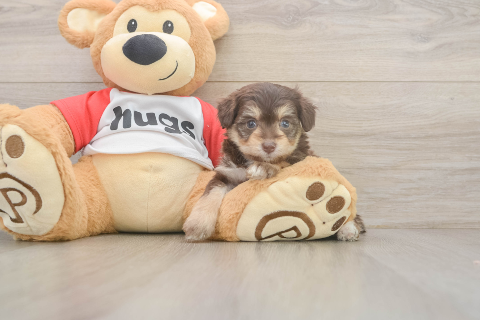 Mini Aussiedoodle Pup Being Cute