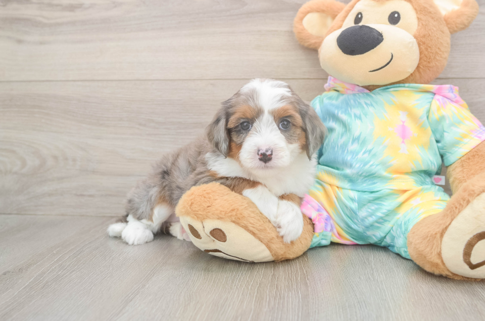 5 week old Mini Aussiedoodle Puppy For Sale - Premier Pups