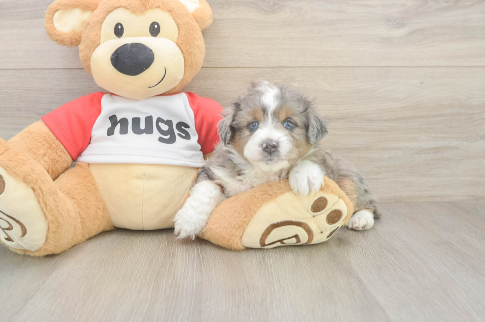 5 week old Mini Aussiedoodle Puppy For Sale - Premier Pups