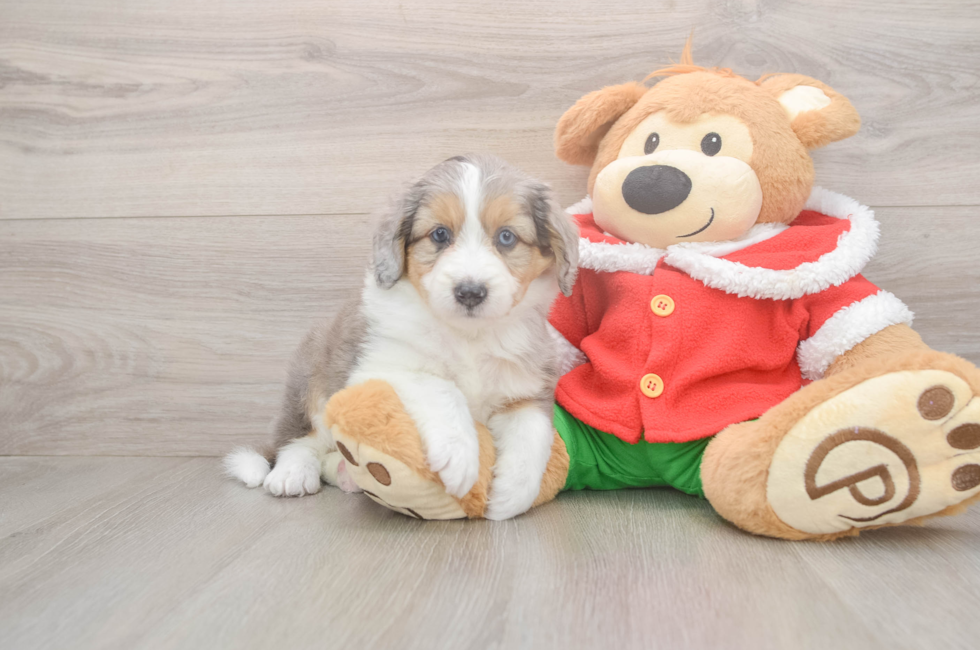 5 week old Mini Aussiedoodle Puppy For Sale - Premier Pups