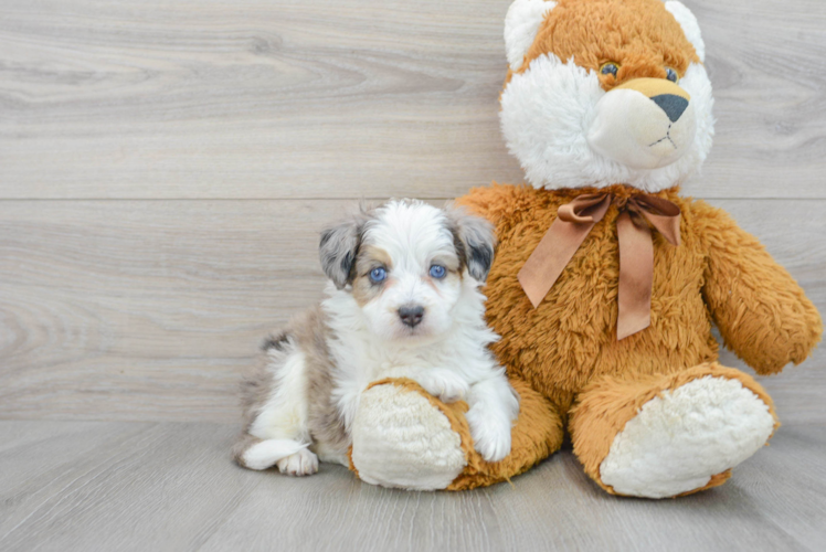 Best Mini Aussiedoodle Baby