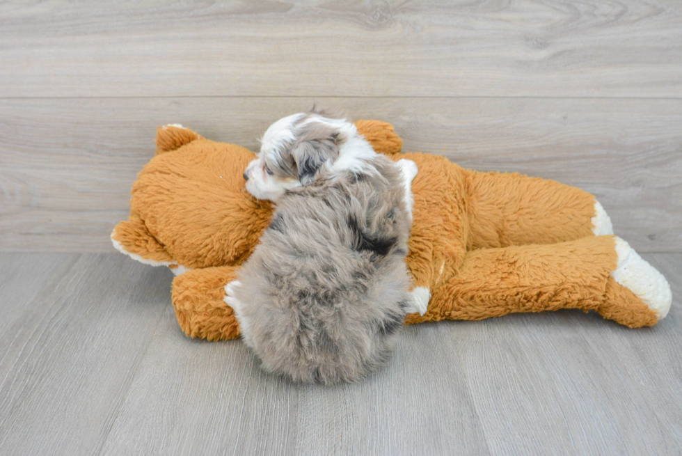 Little Aussiepoo Poodle Mix Puppy