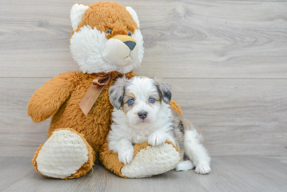 Playful Aussiepoo Poodle Mix Puppy