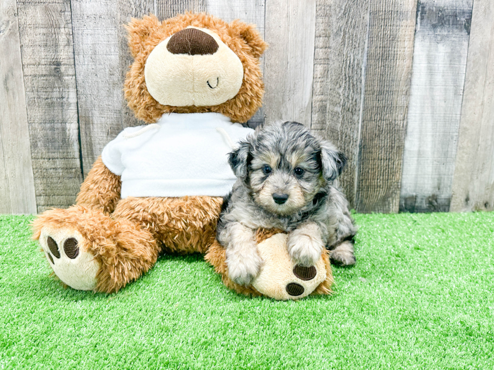 Mini Aussiedoodle Pup Being Cute