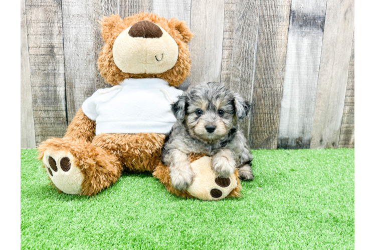 Smart Mini Aussiedoodle Poodle Mix Pup