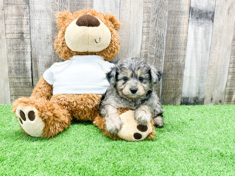 Smart Mini Aussiedoodle Poodle Mix Pup