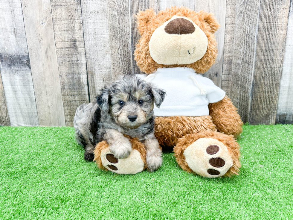 Smart Mini Aussiedoodle Poodle Mix Pup